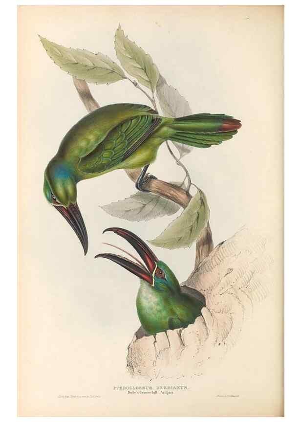 Reproducción/Reproduction 32214909917: A monograph of the Ramphastidae, or family of toucans /. London :Published by the author, 20, Broad Street, Golden Square,1834 [that is, 1833-1835].. 