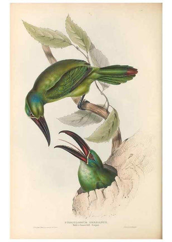 Reproducción/Reproduction 32214909917: A monograph of the Ramphastidae, or family of toucans /. London :Published by the author, 20, Broad Street, Golden Square,1834 [that is, 1833-1835].. 