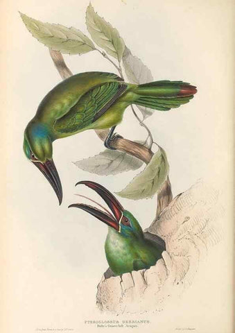 Reproducción/Reproduction 32214909917: A monograph of the Ramphastidae, or family of toucans /. London :Published by the author, 20, Broad Street, Golden Square,1834 [that is, 1833-1835].. 