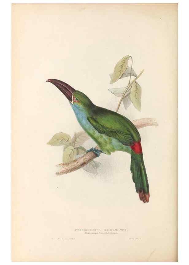 Reproducción/Reproduction 32214910617: A monograph of the Ramphastidae, or family of toucans /. London :Published by the author, 20, Broad Street, Golden Square,1834 [that is, 1833-1835].. 