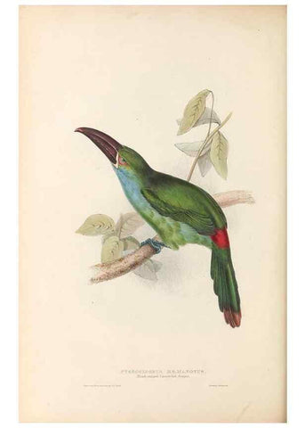 Reproducción/Reproduction 32214910617: A monograph of the Ramphastidae, or family of toucans /. London :Published by the author, 20, Broad Street, Golden Square,1834 [that is, 1833-1835].. 