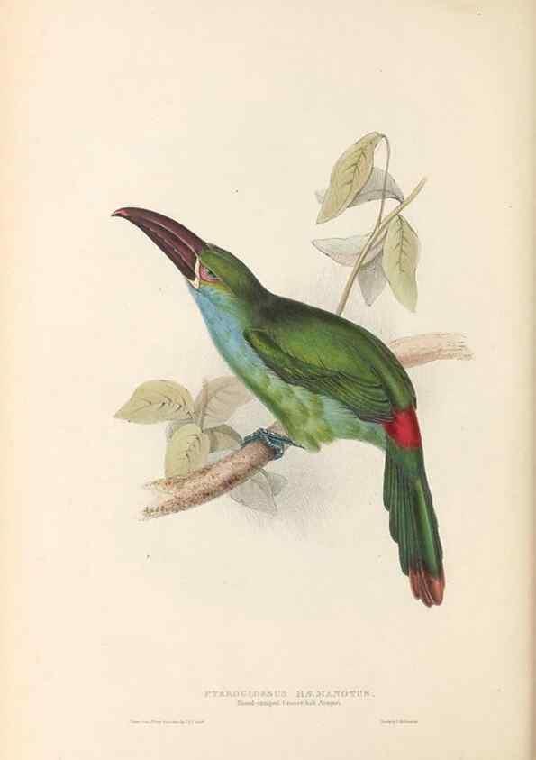 Reproducción/Reproduction 32214910617: A monograph of the Ramphastidae, or family of toucans /. London :Published by the author, 20, Broad Street, Golden Square,1834 [that is, 1833-1835].. 