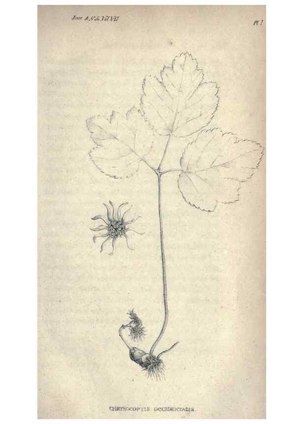 Reproducción/Reproduction 47106106542: Journal of the Academy of Natural Sciences of Philadelphia.. Philadelphia :Academy of Natural Sciences of Philadelphia,1817-1918.. 