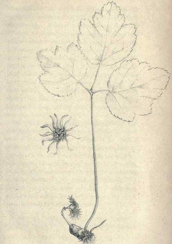 Reproducción/Reproduction 47106106542: Journal of the Academy of Natural Sciences of Philadelphia.. Philadelphia :Academy of Natural Sciences of Philadelphia,1817-1918.. 