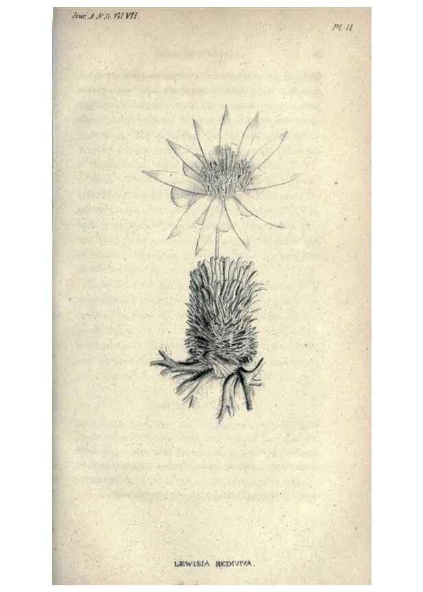 Reproducción/Reproduction 46434652664: Journal of the Academy of Natural Sciences of Philadelphia.. Philadelphia :Academy of Natural Sciences of Philadelphia,1817-1918.. 