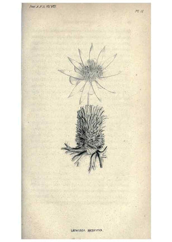 Reproducción/Reproduction 46434652664: Journal of the Academy of Natural Sciences of Philadelphia.. Philadelphia :Academy of Natural Sciences of Philadelphia,1817-1918.. 