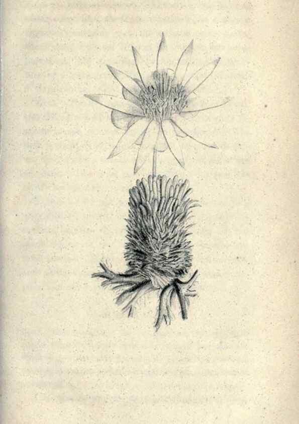 Reproducción/Reproduction 46434652664: Journal of the Academy of Natural Sciences of Philadelphia.. Philadelphia :Academy of Natural Sciences of Philadelphia,1817-1918.. 
