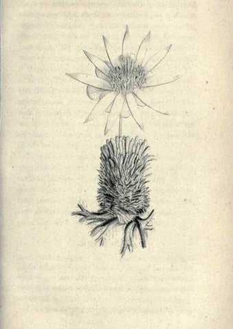 Reproducción/Reproduction 46434652664: Journal of the Academy of Natural Sciences of Philadelphia.. Philadelphia :Academy of Natural Sciences of Philadelphia,1817-1918.. 