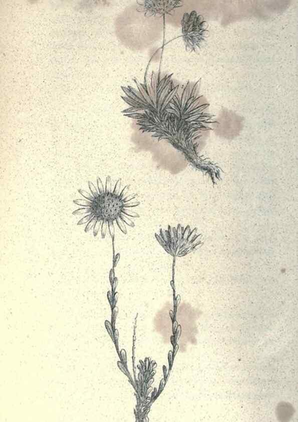 Reproducción/Reproduction 46434653444: Journal of the Academy of Natural Sciences of Philadelphia.. Philadelphia :Academy of Natural Sciences of Philadelphia,1817-1918.. 