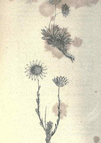 Reproducción/Reproduction 46434653444: Journal of the Academy of Natural Sciences of Philadelphia.. Philadelphia :Academy of Natural Sciences of Philadelphia,1817-1918.. 