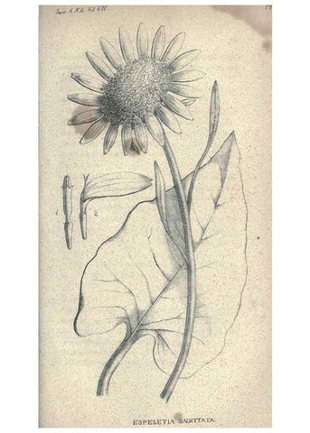 Reproducción/Reproduction 32216281947: Journal of the Academy of Natural Sciences of Philadelphia.. Philadelphia :Academy of Natural Sciences of Philadelphia,1817-1918.. 