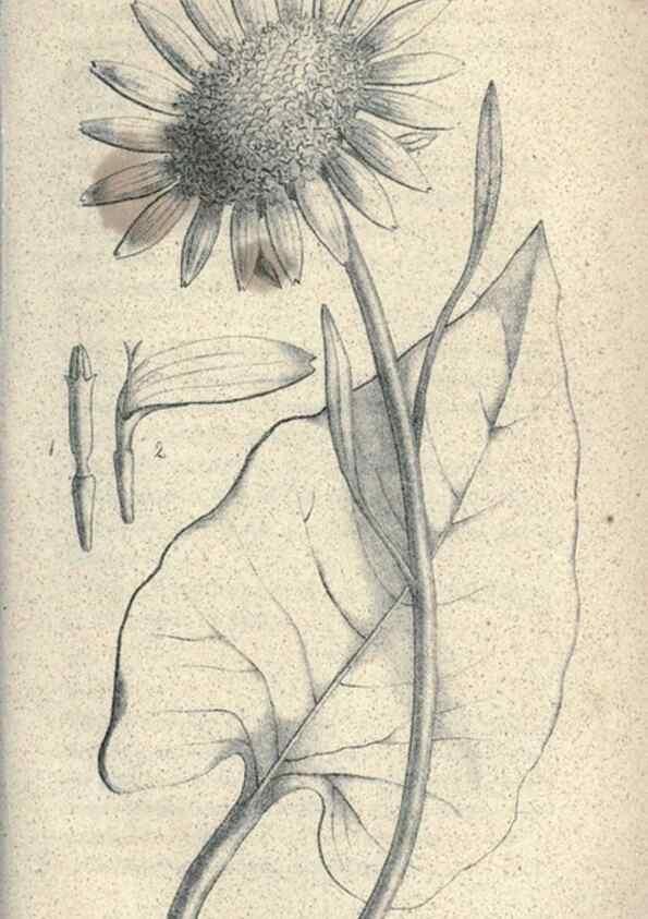 Reproducción/Reproduction 32216281947: Journal of the Academy of Natural Sciences of Philadelphia.. Philadelphia :Academy of Natural Sciences of Philadelphia,1817-1918.. 