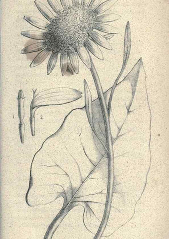 Reproducción/Reproduction 32216281947: Journal of the Academy of Natural Sciences of Philadelphia.. Philadelphia :Academy of Natural Sciences of Philadelphia,1817-1918.. 