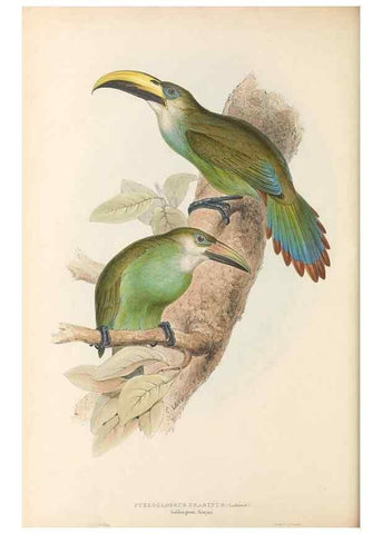 Reproducción/Reproduction 46433278704: A monograph of the Ramphastidae, or family of toucans /. London :Published by the author, 20, Broad Street, Golden Square,1834 [that is, 1833-1835].. 