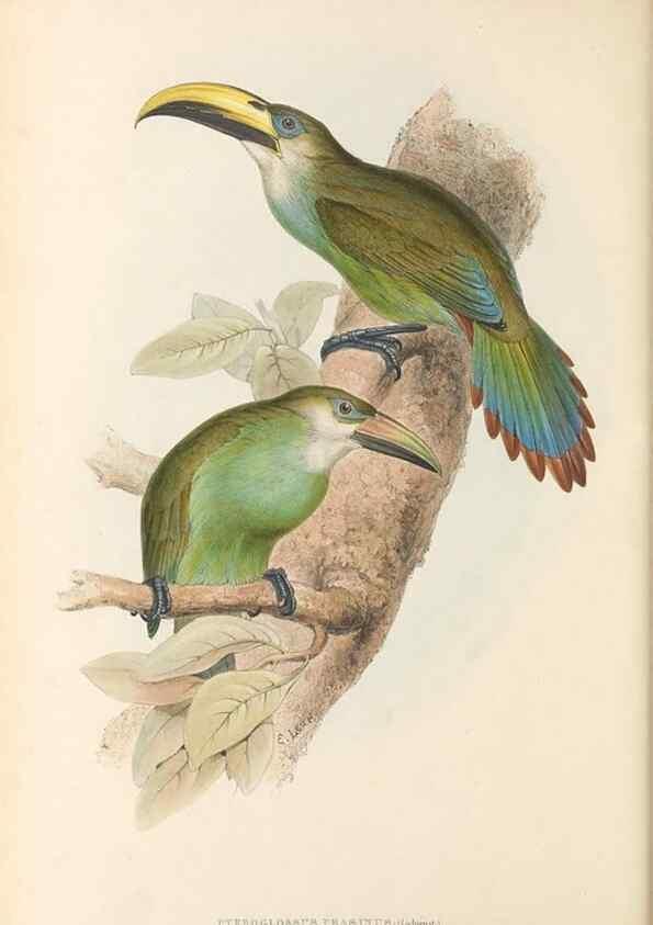 Reproducción/Reproduction 46433278704: A monograph of the Ramphastidae, or family of toucans /. London :Published by the author, 20, Broad Street, Golden Square,1834 [that is, 1833-1835].. 