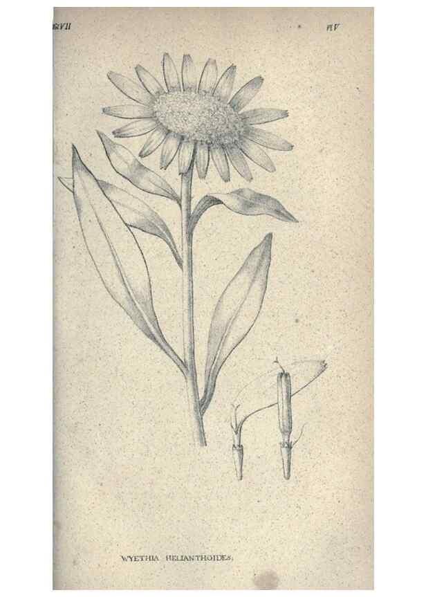 Reproducción/Reproduction 46244123815: Journal of the Academy of Natural Sciences of Philadelphia.. Philadelphia :Academy of Natural Sciences of Philadelphia,1817-1918.. 
