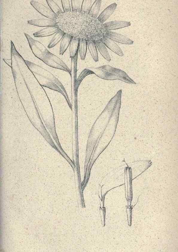 Reproducción/Reproduction 46244123815: Journal of the Academy of Natural Sciences of Philadelphia.. Philadelphia :Academy of Natural Sciences of Philadelphia,1817-1918.. 