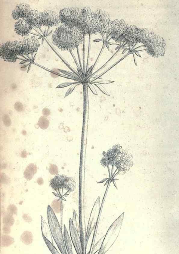 Reproducción/Reproduction 47158127751: Journal of the Academy of Natural Sciences of Philadelphia.. Philadelphia :Academy of Natural Sciences of Philadelphia,1817-1918.. 
