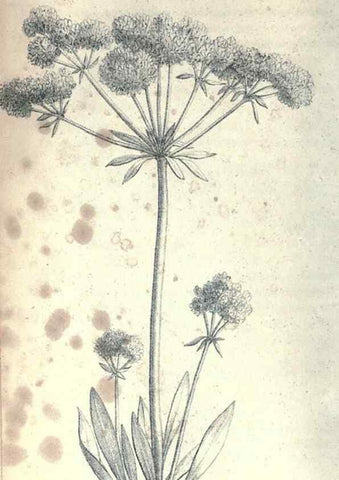 Reproducción/Reproduction 47158127751: Journal of the Academy of Natural Sciences of Philadelphia.. Philadelphia :Academy of Natural Sciences of Philadelphia,1817-1918.. 