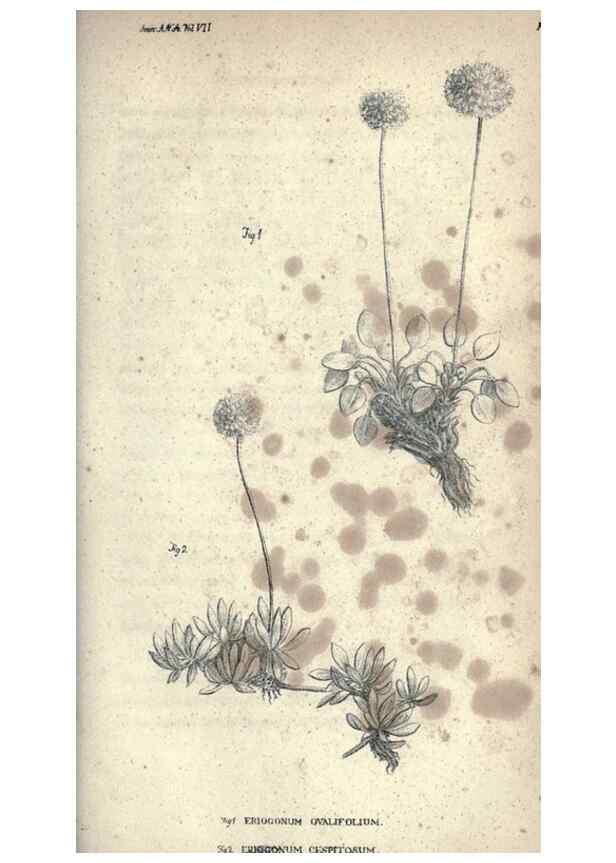 Reproducción/Reproduction 46244127345: Journal of the Academy of Natural Sciences of Philadelphia.. Philadelphia :Academy of Natural Sciences of Philadelphia,1817-1918.. 