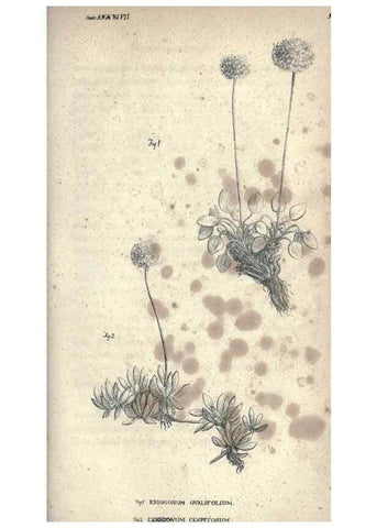 Reproducción/Reproduction 46244127345: Journal of the Academy of Natural Sciences of Philadelphia.. Philadelphia :Academy of Natural Sciences of Philadelphia,1817-1918.. 