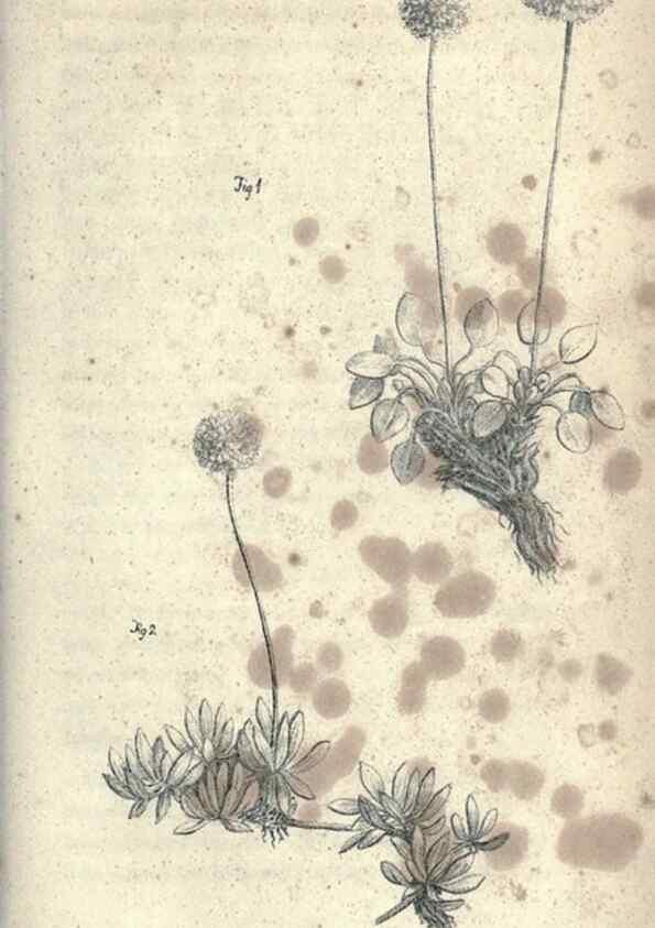 Reproducción/Reproduction 46244127345: Journal of the Academy of Natural Sciences of Philadelphia.. Philadelphia :Academy of Natural Sciences of Philadelphia,1817-1918.. 