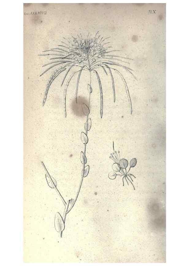 Reproducción/Reproduction 47158128531: Journal of the Academy of Natural Sciences of Philadelphia.. Philadelphia :Academy of Natural Sciences of Philadelphia,1817-1918.. 