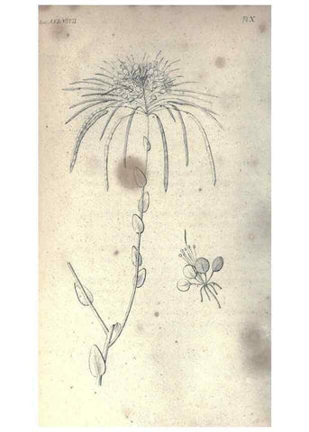 Reproducción/Reproduction 47158128531: Journal of the Academy of Natural Sciences of Philadelphia.. Philadelphia :Academy of Natural Sciences of Philadelphia,1817-1918.. 