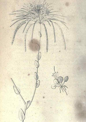 Reproducción/Reproduction 47158128531: Journal of the Academy of Natural Sciences of Philadelphia.. Philadelphia :Academy of Natural Sciences of Philadelphia,1817-1918.. 