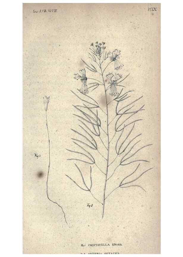 Reproducción/Reproduction 46434658294: Journal of the Academy of Natural Sciences of Philadelphia.. Philadelphia :Academy of Natural Sciences of Philadelphia,1817-1918.. 