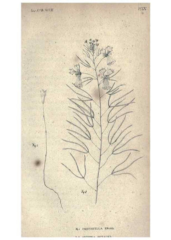 Reproducción/Reproduction 46434658294: Journal of the Academy of Natural Sciences of Philadelphia.. Philadelphia :Academy of Natural Sciences of Philadelphia,1817-1918.. 