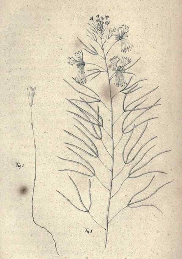 Reproducción/Reproduction 46434658294: Journal of the Academy of Natural Sciences of Philadelphia.. Philadelphia :Academy of Natural Sciences of Philadelphia,1817-1918.. 