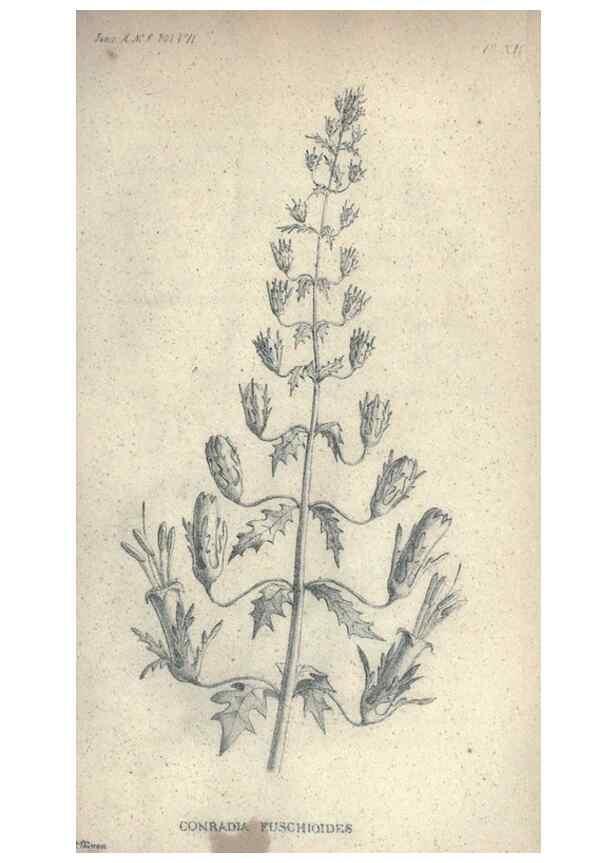 Reproducción/Reproduction 40193337233: Journal of the Academy of Natural Sciences of Philadelphia.. Philadelphia :Academy of Natural Sciences of Philadelphia,1817-1918.. 