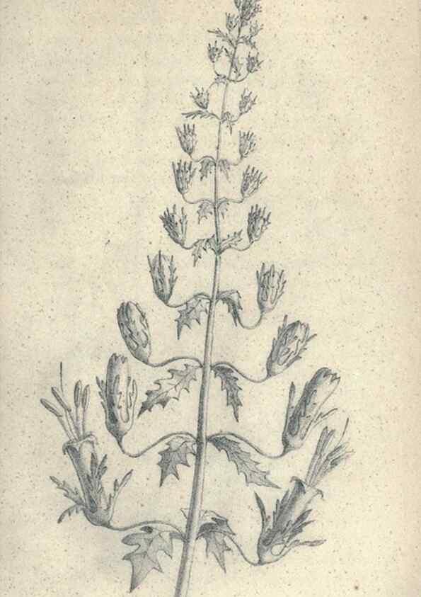 Reproducción/Reproduction 40193337233: Journal of the Academy of Natural Sciences of Philadelphia.. Philadelphia :Academy of Natural Sciences of Philadelphia,1817-1918.. 