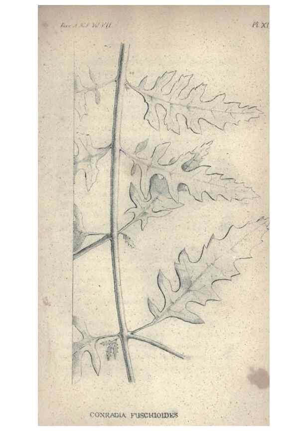 Reproducción/Reproduction 47106113582: Journal of the Academy of Natural Sciences of Philadelphia.. Philadelphia :Academy of Natural Sciences of Philadelphia,1817-1918.. 