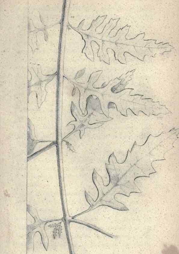 Reproducción/Reproduction 47106113582: Journal of the Academy of Natural Sciences of Philadelphia.. Philadelphia :Academy of Natural Sciences of Philadelphia,1817-1918.. 
