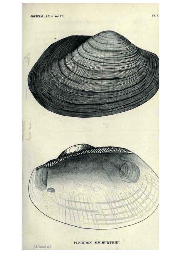 Reproducción/Reproduction 47106114222: Journal of the Academy of Natural Sciences of Philadelphia.. Philadelphia :Academy of Natural Sciences of Philadelphia,1817-1918.. 