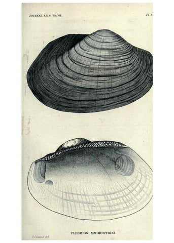 Reproducción/Reproduction 47106114222: Journal of the Academy of Natural Sciences of Philadelphia.. Philadelphia :Academy of Natural Sciences of Philadelphia,1817-1918.. 