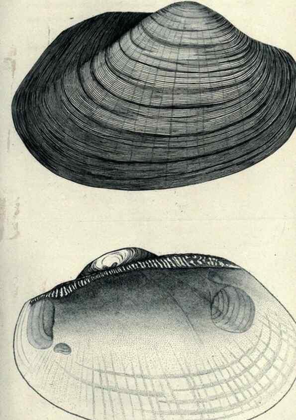 Reproducción/Reproduction 47106114222: Journal of the Academy of Natural Sciences of Philadelphia.. Philadelphia :Academy of Natural Sciences of Philadelphia,1817-1918.. 