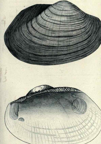 Reproducción/Reproduction 47106114222: Journal of the Academy of Natural Sciences of Philadelphia.. Philadelphia :Academy of Natural Sciences of Philadelphia,1817-1918.. 