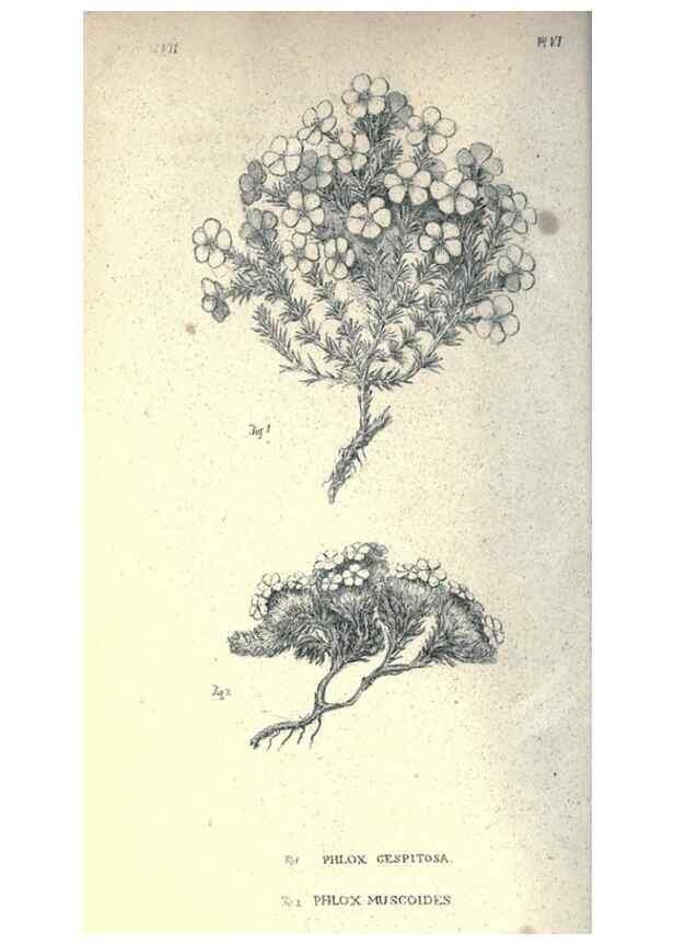 Reproducción/Reproduction 40193333463: Journal of the Academy of Natural Sciences of Philadelphia.. Philadelphia :Academy of Natural Sciences of Philadelphia,1817-1918.. 