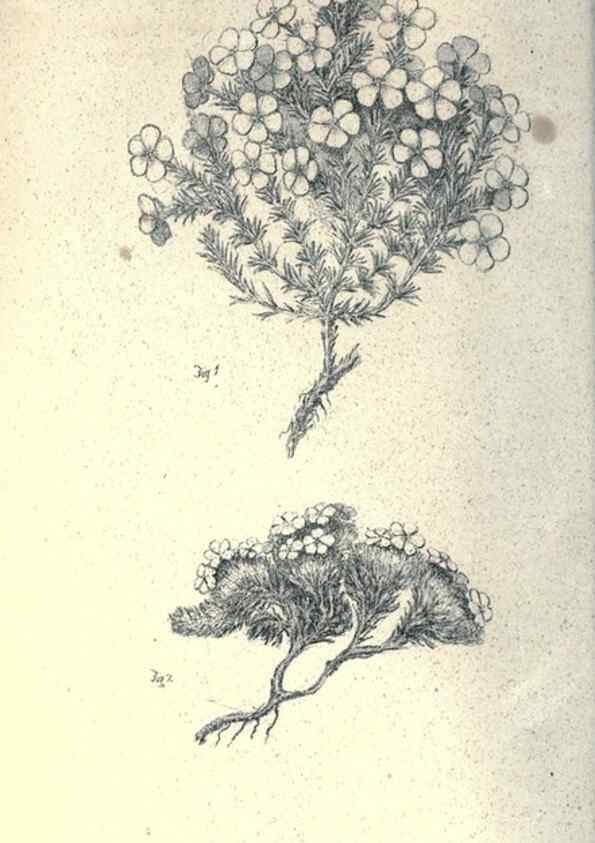 Reproducción/Reproduction 40193333463: Journal of the Academy of Natural Sciences of Philadelphia.. Philadelphia :Academy of Natural Sciences of Philadelphia,1817-1918.. 