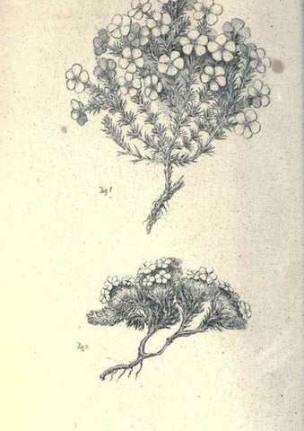 Reproducción/Reproduction 40193333463: Journal of the Academy of Natural Sciences of Philadelphia.. Philadelphia :Academy of Natural Sciences of Philadelphia,1817-1918.. 