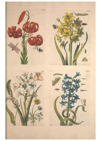 Reproducción/Reproduction 46232497665: De Europischen insecten :. Tot Amsterdam :By J.F. Bernard,1730.. 