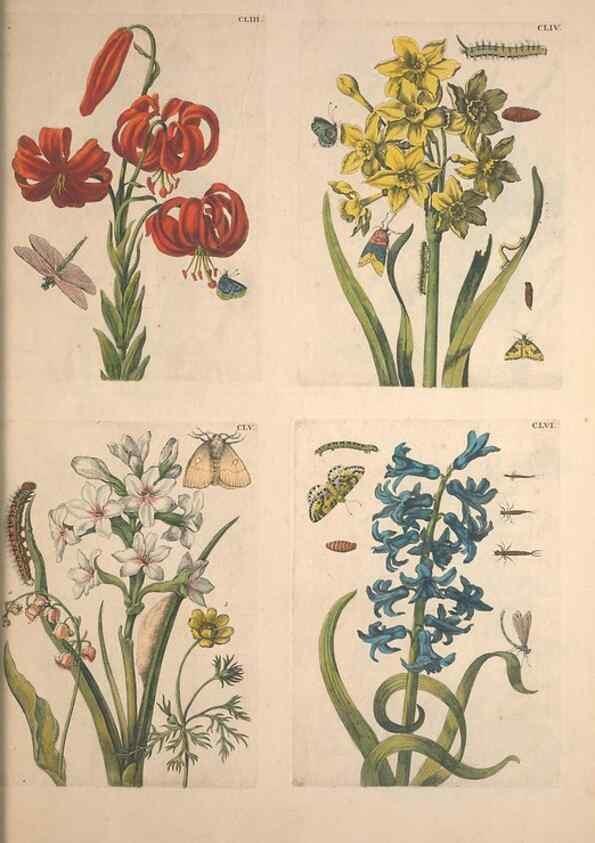 Reproducción/Reproduction 46232497665: De Europischen insecten :. Tot Amsterdam :By J.F. Bernard,1730.. 