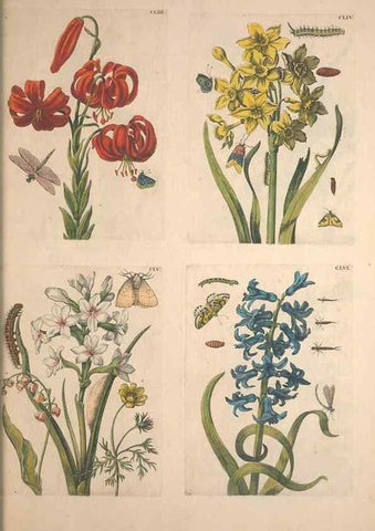 Reproducción/Reproduction 46232497665: De Europischen insecten :. Tot Amsterdam :By J.F. Bernard,1730.. 