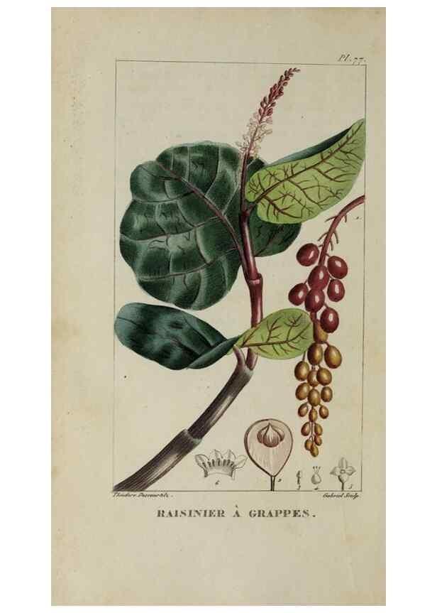 Reproducción/Reproduction 47169684101: Flore pittoresque et médicale des Antilles, ou, Histoire naturelle des plantes usuelles des colonies françaises, anglaises, espagnoles, et portugaises /. Paris :Ches l'Editeur,1833.. 