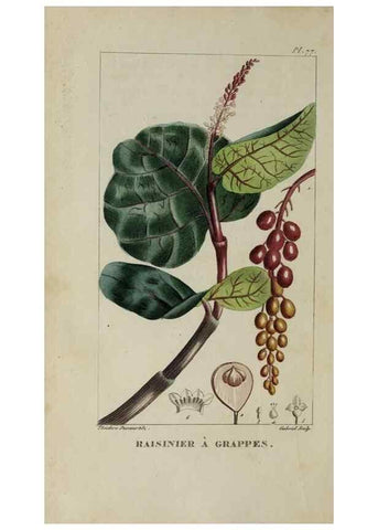 Reproducción/Reproduction 47169684101: Flore pittoresque et médicale des Antilles, ou, Histoire naturelle des plantes usuelles des colonies françaises, anglaises, espagnoles, et portugaises /. Paris :Ches l'Editeur,1833.. 