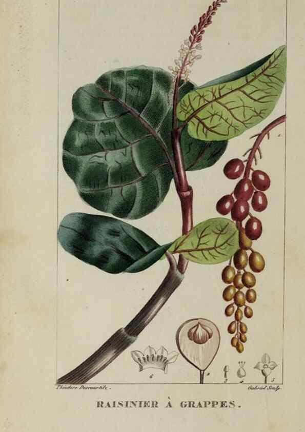 Reproducción/Reproduction 47169684101: Flore pittoresque et médicale des Antilles, ou, Histoire naturelle des plantes usuelles des colonies françaises, anglaises, espagnoles, et portugaises /. Paris :Ches l'Editeur,1833.. 
