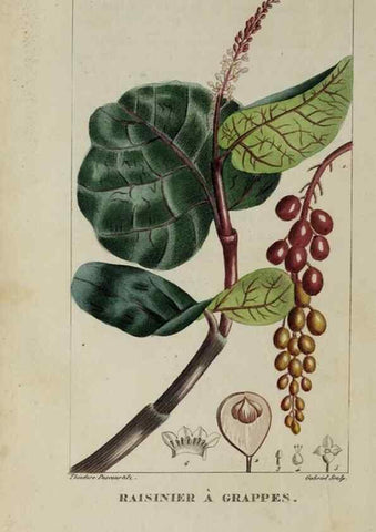 Reproducción/Reproduction 47169684101: Flore pittoresque et médicale des Antilles, ou, Histoire naturelle des plantes usuelles des colonies françaises, anglaises, espagnoles, et portugaises /. Paris :Ches l'Editeur,1833.. 